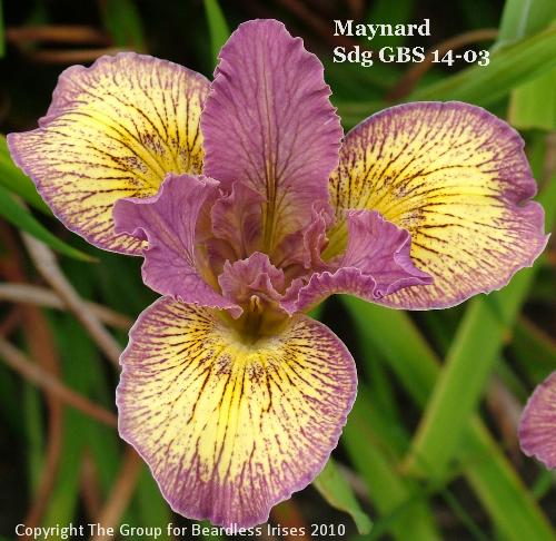 Maynard Sdg GBS 14-03 (5)